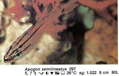 Apogon semilineatus